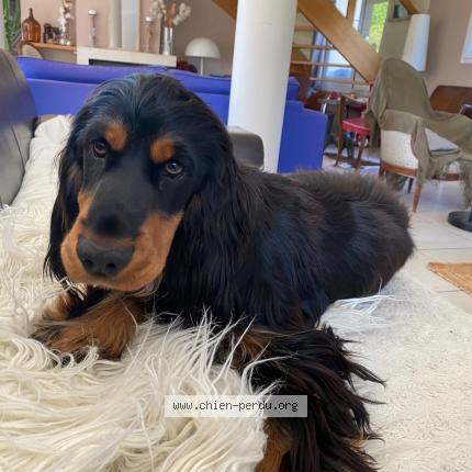 Photo 1/1 Chien retrouvé Perdu à Crottet