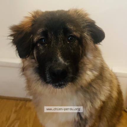 Photo 1/1 Chien retrouvé Perdu à Paris