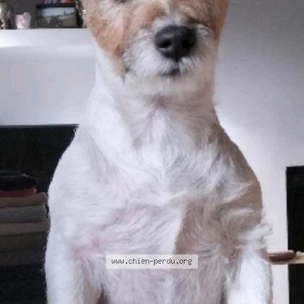 Photo 1/1 Chien retrouvé Perdu à Rots