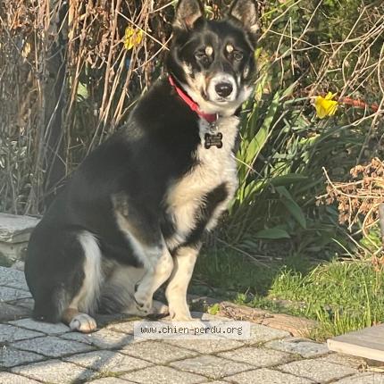 Photo de chien perdu à Burcin