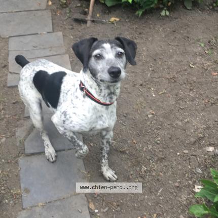 Photo 1/1 Chien retrouvé Perdu à Semeac