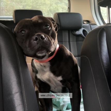 Photo 1/1 Chien retrouvé Perdu à Aix les milles