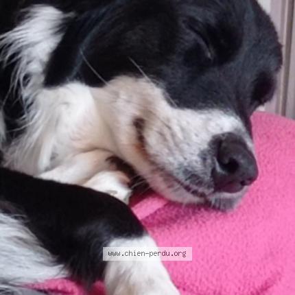 Photo 2/2 Chien retrouvé Perdu à Draguignan