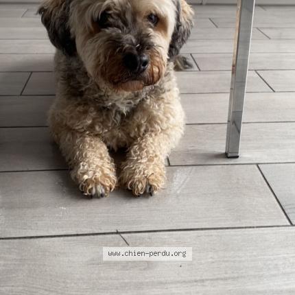Photo 1/1 Chien retrouvé Perdu à Saint chamond