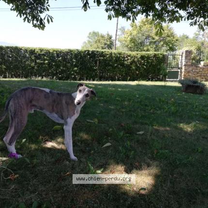 Photo de chien perdu à Saint Medard
