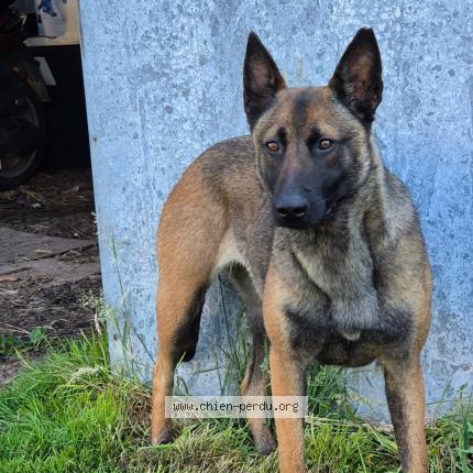 Photo de chien perdu à La Vieille Lyre