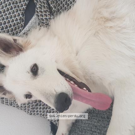 Photo de chien perdu à Lagamas