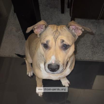 Photo 1/1 Chien retrouvé Perdu à Aulnay sous bois