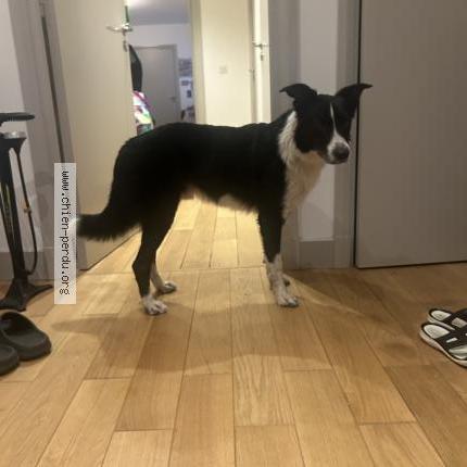 Photo 1/1 Chien retrouvé Trouvé à Saint cloud