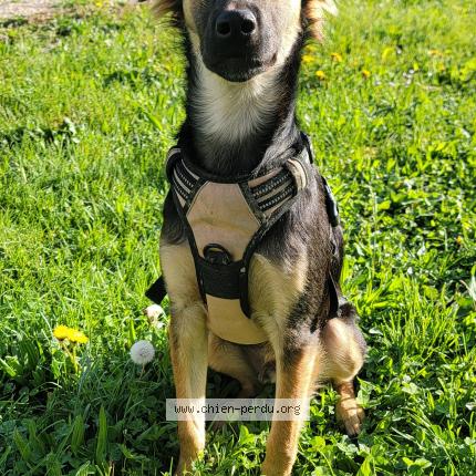 Photo 1/1 Chien retrouvé Perdu à St genis pouilly
