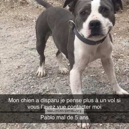 Photo de chien perdu à Narbonne