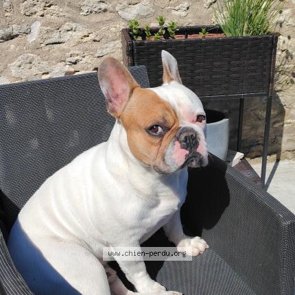 Photo 1/1 Chien retrouvé Perdu à Villexanton