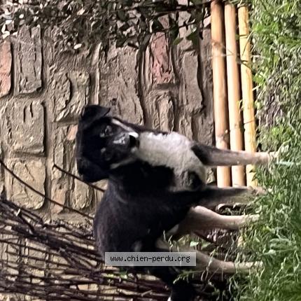 Photo 1/1 Chien retrouvé Perdu à Lodeve