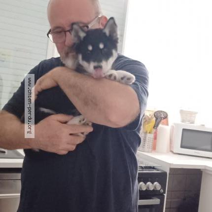 Photo 1/1 Chien retrouvé Perdu à Casteljaloux