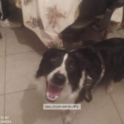 Photo 1/1 Chien retrouvé Perdu à Tournecoupe