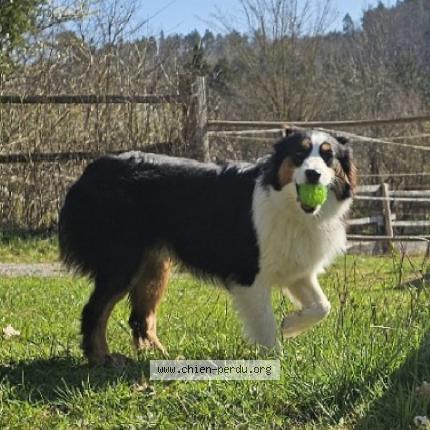 Photo 1/1 Chien retrouvé Perdu à Sainte genevieve des bois