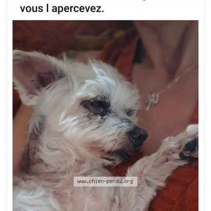 Photo de chien perdu à Franois