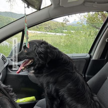 Photo de chien trouvé à Entrechaux