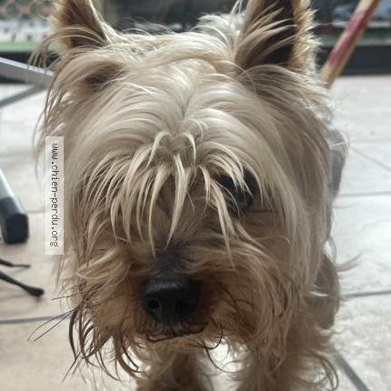 Photo 1/1 Chien retrouvé Trouvé à Canet en roussillon