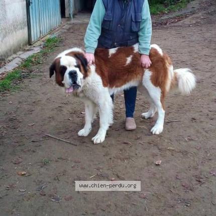 Photo de chien perdu à Les Cars