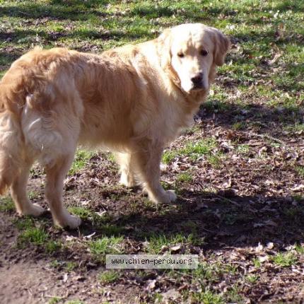 Photo de chien perdu à Les Cars
