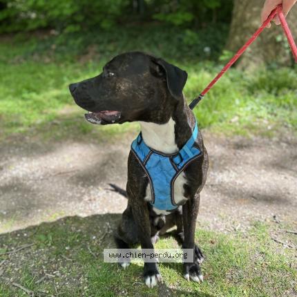 Photo 1/1 Chien retrouvé Perdu à Vitry sur seine
