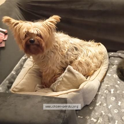 Photo de chien perdu à Boe