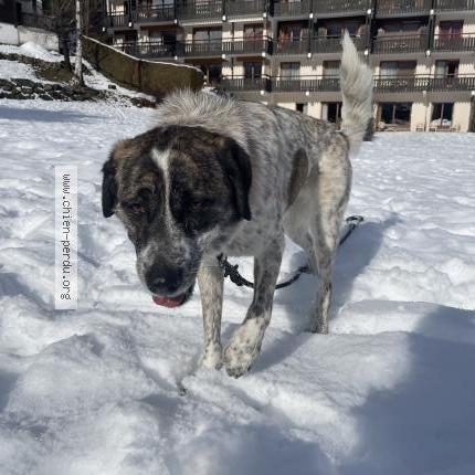 Photo de chien perdu à Sallanches