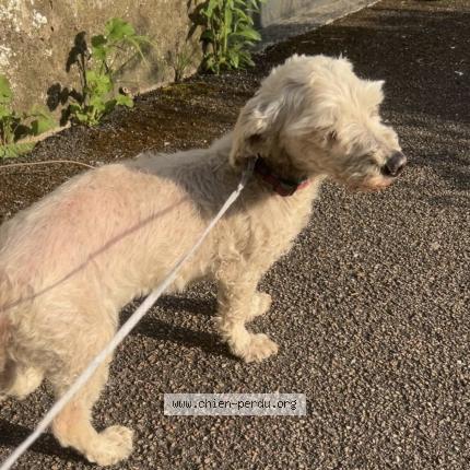 Photo de chien trouvé à Longwy