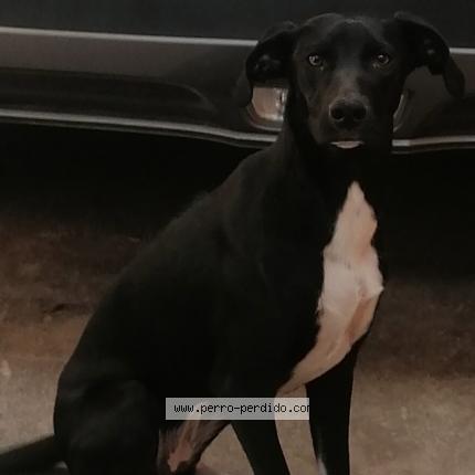 Photo de chien perdu à Quilpue