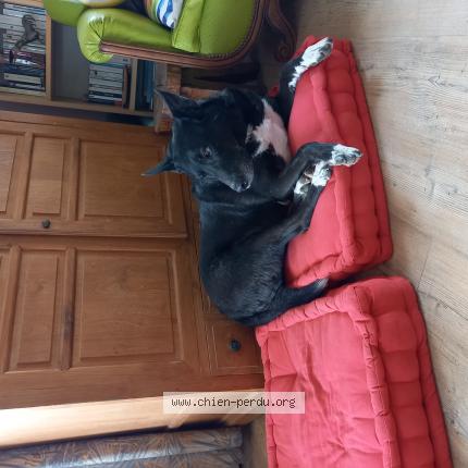 Photo 1/1 Chien retrouvé Perdu à Gazaupouy