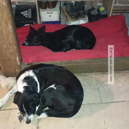 Photo de chien perdu à Magny Fouchard