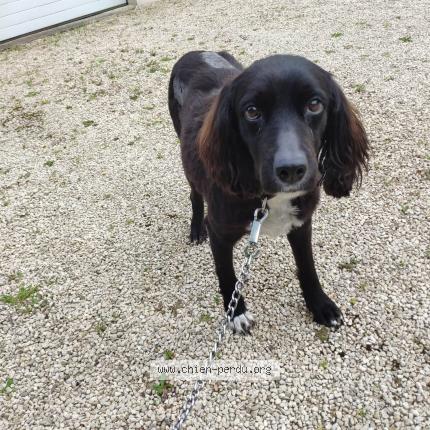 Photo 1/1 Chien retrouvé Perdu à Froidfond