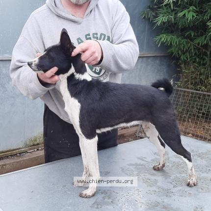 Photo 1/1 Chien retrouvé Perdu à Paris