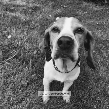Photo de chien perdu à Rouen