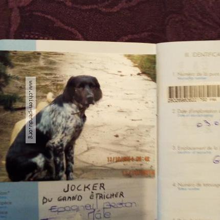 Photo de chien perdu à Mousseaux Sur Seine