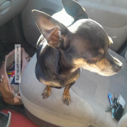 Photo de chien trouvé à Lesparre Medoc