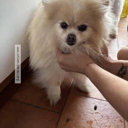 Photo de chien trouvé à Montgeron