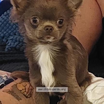 Photo 1/1 Zaho Chien perdu à Beaucroissant