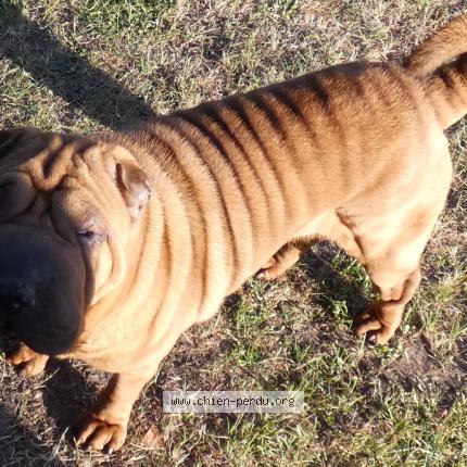 Photo de chien trouvé à Melun