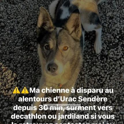 Photo de chien perdu à Tarbes