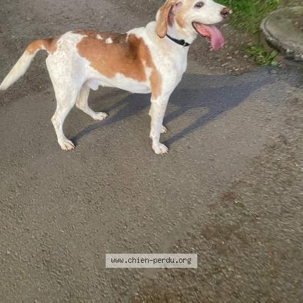 Photo 1/1 Chien retrouvé Perdu à Riom