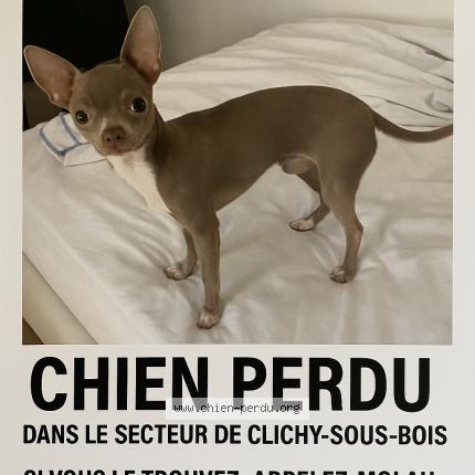 Photo 1/1 Chien retrouvé Perdu à Clichy sous bois