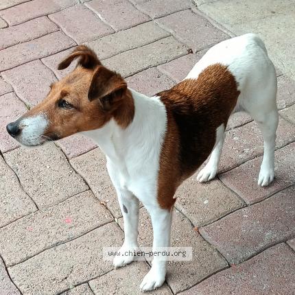 Photo 1/1 Chien retrouvé Perdu à Vivaise