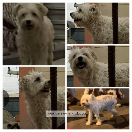 Photo de chien perdu à Duran