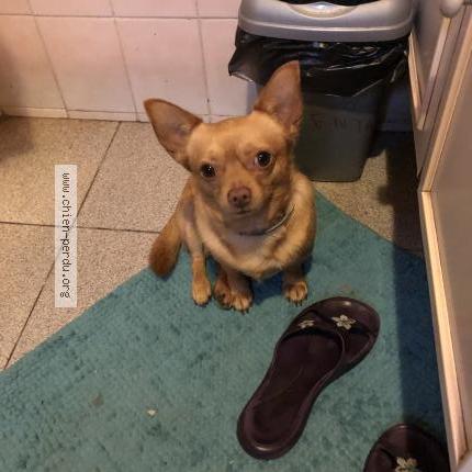 Photo 1/1 Chien retrouvé Perdu à Le havre