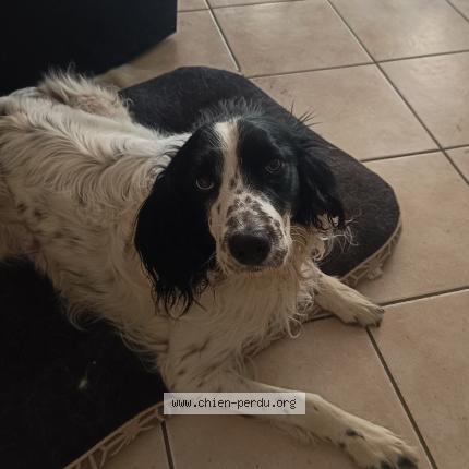 Photo 1/1 Chien retrouvé Perdu à Saint martin d heres
