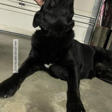 Photo de chien trouvé à La Roche De Glun