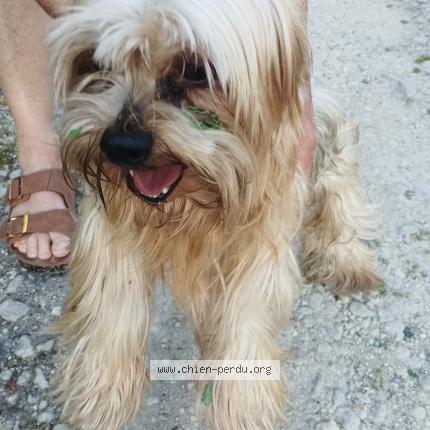 Photo de chien trouvé à Saint Jean D Angely