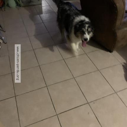 Photo de chien trouvé à Valencin